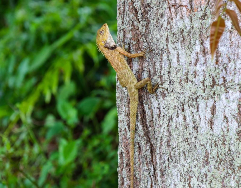 Oriental Garden Lizard